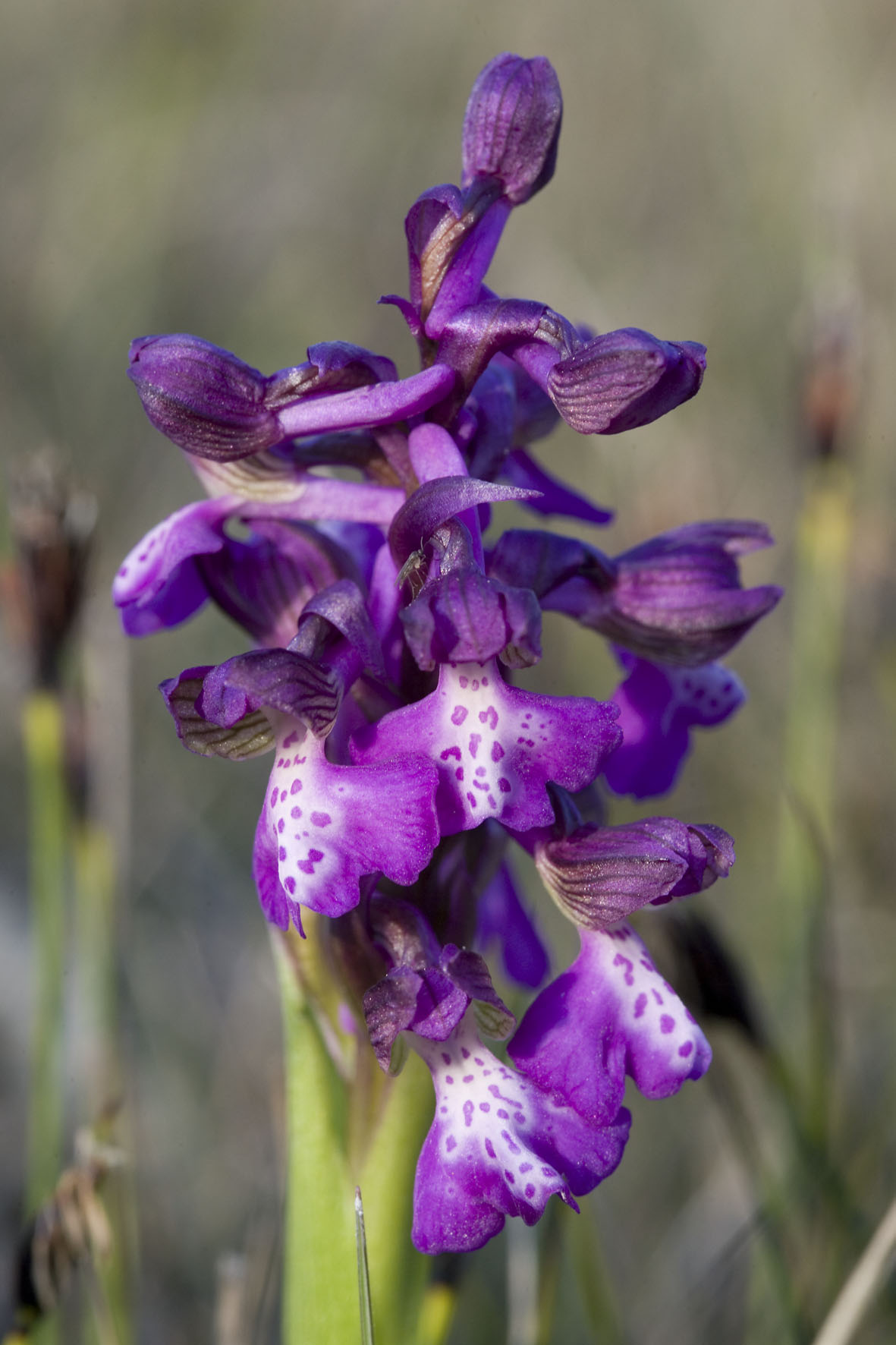 Orchis morio